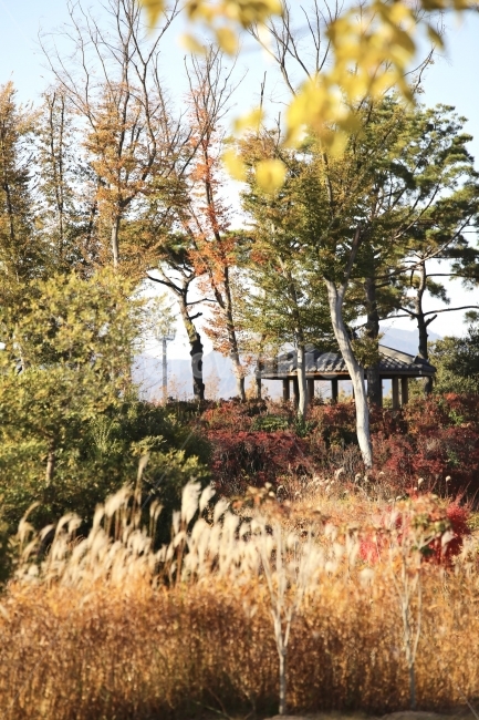 정자,공원,갈대,억새,가을,자연,풍경,가을풍경,순천,가을,계절,fall,autumn,season,자연,풍경,nature,landscape,한국자연풍경,한국자연경관,korea nature landscape,plant,식물