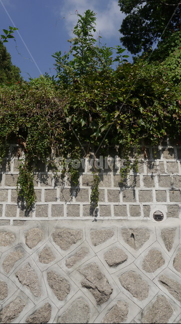 인사동,북촌한옥마을,담벼락,넝쿨,담쟁이,건축물,건물외관,exterior,building,structure,architecture,construction