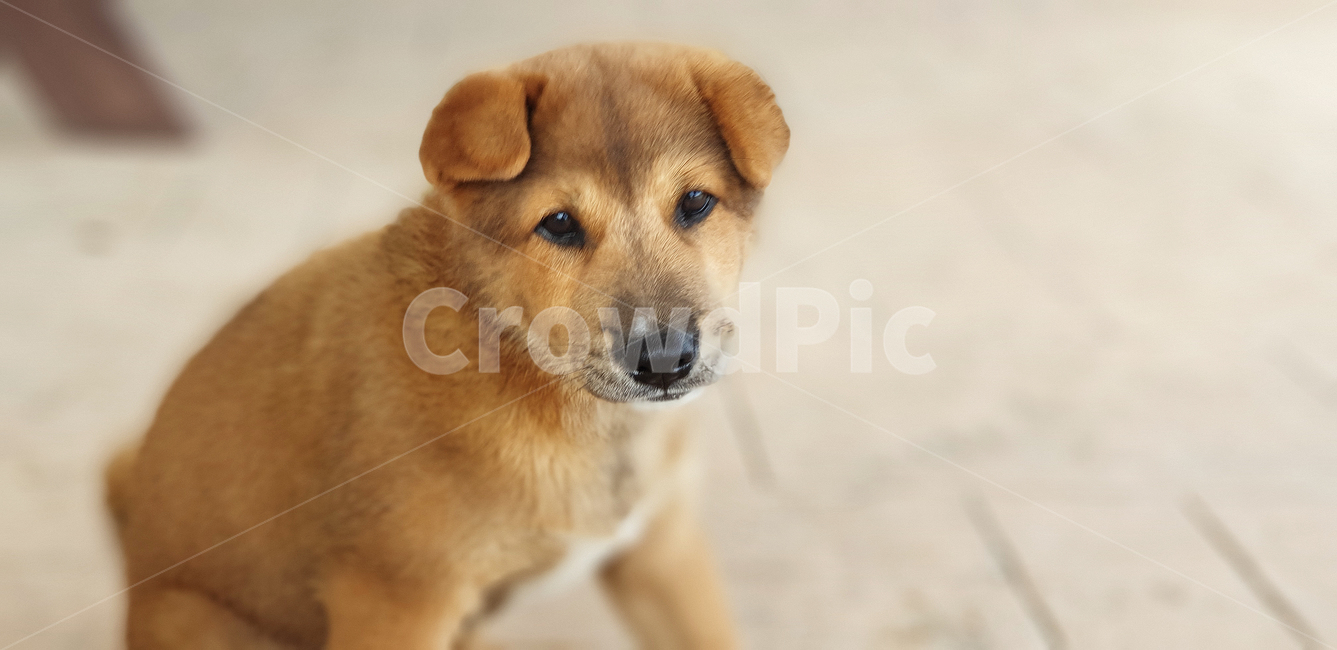 강아지,귀여운,귀여운강아지,개,애완견,동물,animal,포유류,mammal,개,강아지,dog,doggy