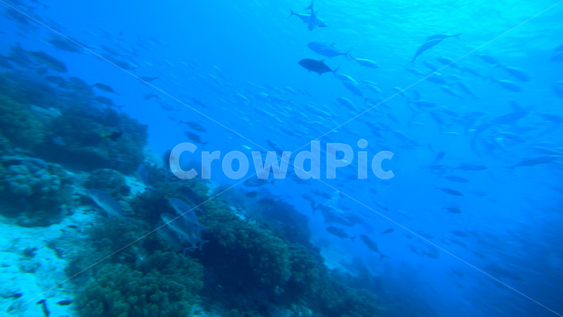 water,물,sea,바다,nature,자연,ocean,대양,해양생물,reef,암초,animal,동물,scubadiving,스쿠버다이빙,sport,스포츠,해양스포츠,sealife,물고기,fish