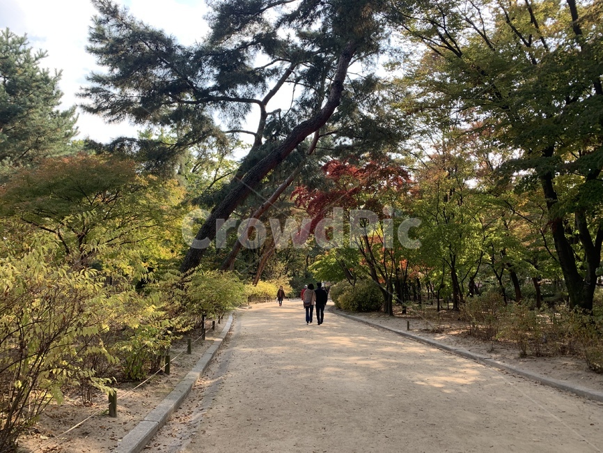 나무,식물,풍경,아름다움,창경궁,궁