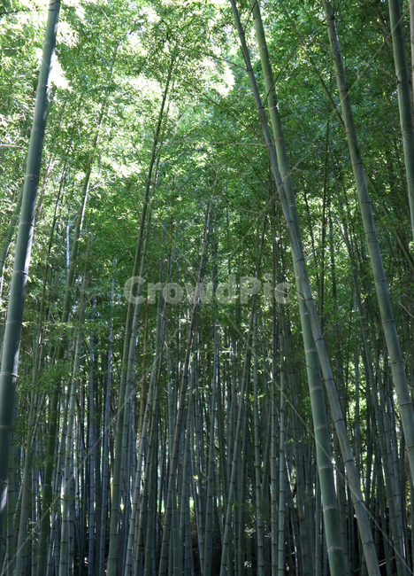 대나무,대나무숲,자연,숲,자연풍경,초록색,landscape,green,forest,bamboo,bambootree,자연,풍경,nature,landscape,plant,식물