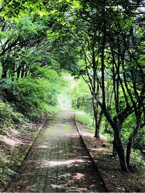 숲속길,산책로,등산로,둘레길,여름숲