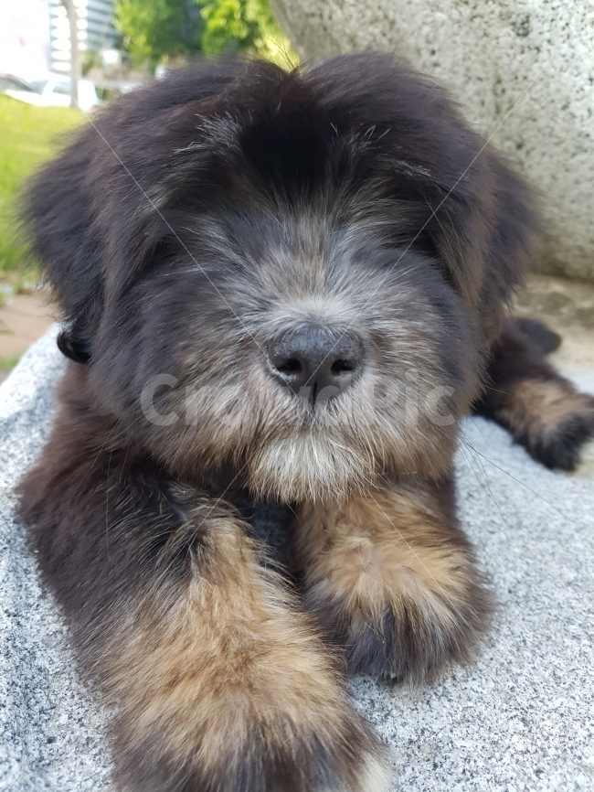 천연기념물,삽살개,삽사리,강아지,귀신,귀요미,동물,animal,개,강아지,dog,doggy,포유류,mammal