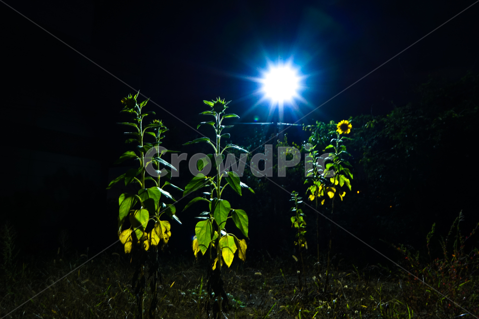 해바라기,꽃,야경,조명,자연,식물,야경,밤,풍경,nightscape,night,landscape,light,빛,flare,플레어