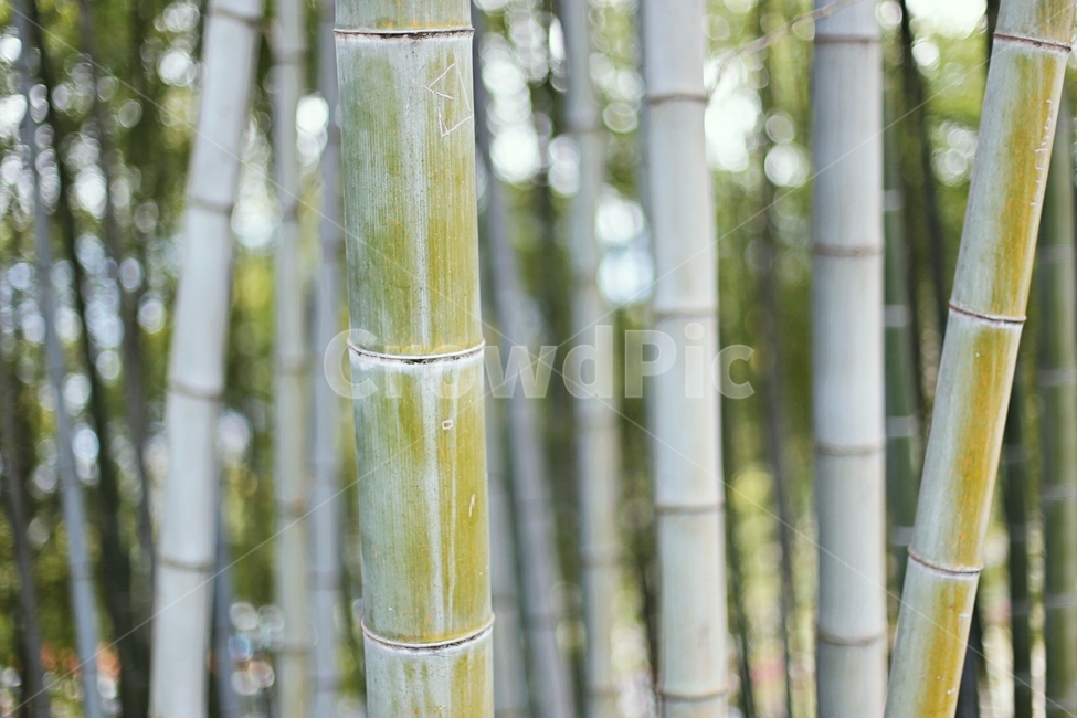 대나무,나무,tree,hadong,하동,식물,자연,plants,nature,나무,trees,wood