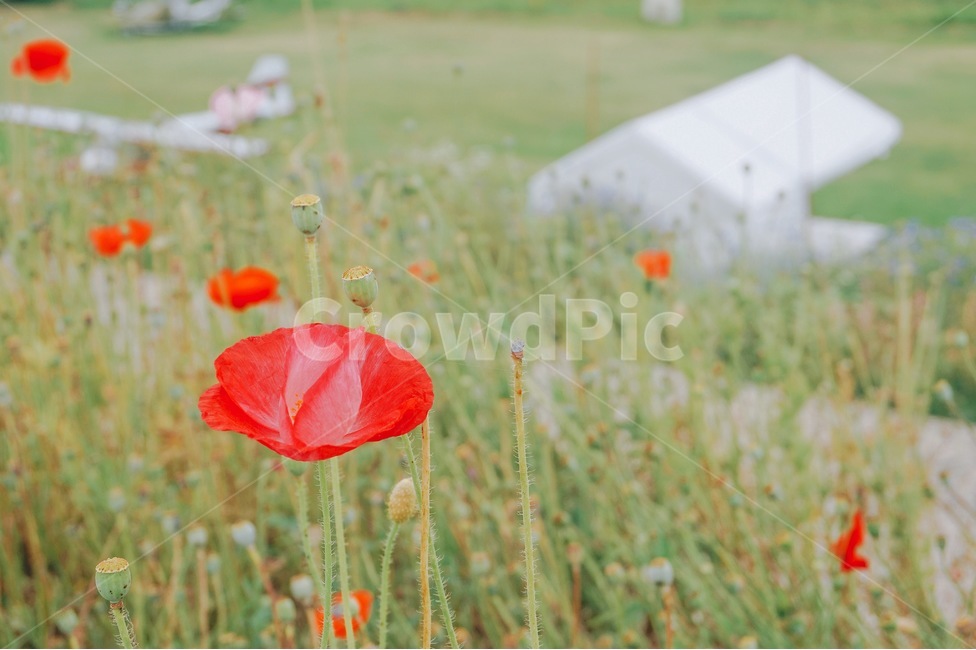 양귀비,꽃,양귀비꽃,함안,함안둑방길,자연,하늘,식물,자연,plants,nature,꽃,flower,감성,sensible,feeling,색깔,색상,색채,색감,color sense,color sensitivity,feeling of color