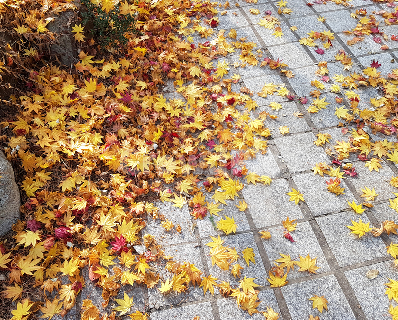가을,단풍,배경이미지,낙엽길,fall,가을,계절,fall,autumn,season,plant,식물,leaf,잎,path,통로,walkway,보도