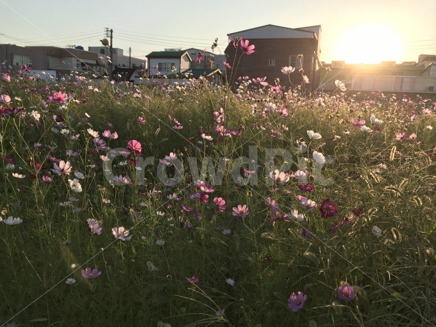 코스모스,석양,햇살,들판,코스모스들판,가을,가을꽃,자연,풍경,nature,landscape,가을,계절,fall,autumn,season,식물,plants,꽃,flower,도시,city,plant,flare,플레어,light,빛