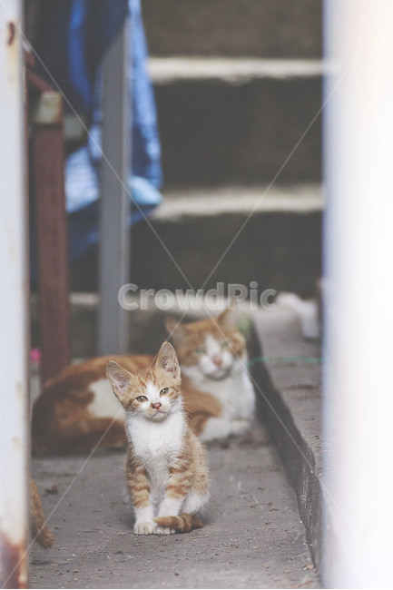 동물,animal,고양이,cat,길고양이,streetcat,길냥이,아기고양이,동물,animal,포유류,mammal,고양이,cat,kitten,kitty