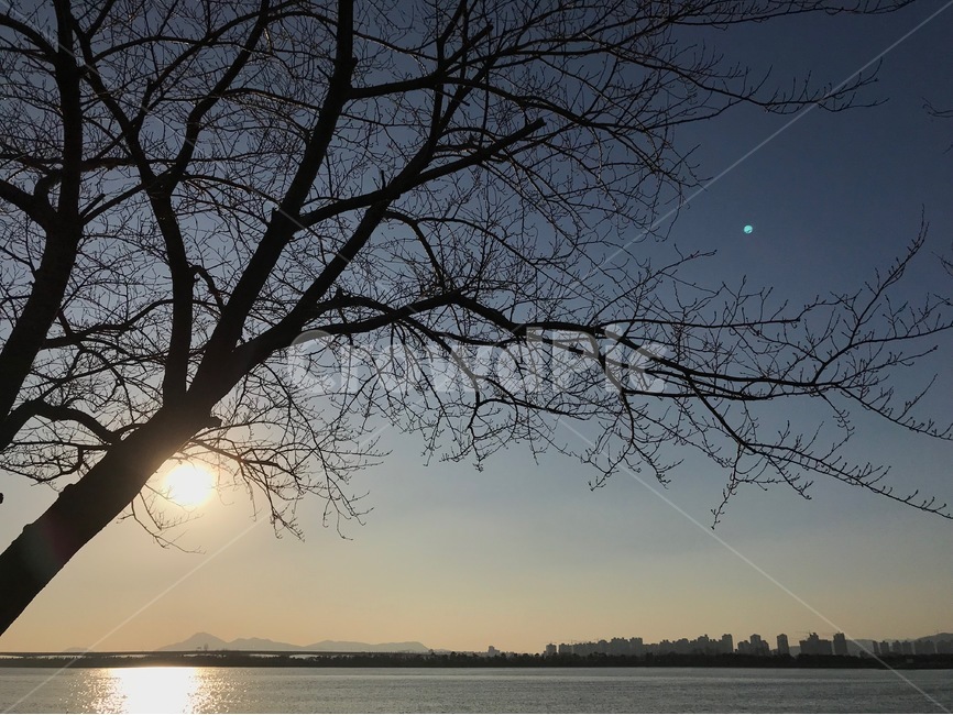 나무,하늘,석양,일몰,자연,강,뷰,노을,sky,tree,sunset,view,도시,풍경,city,landscape,한국도시풍경,한국도시경관,korea cityscape,식물,자연,plants,nature,나무,trees,wood,flare,플레어,light,빛