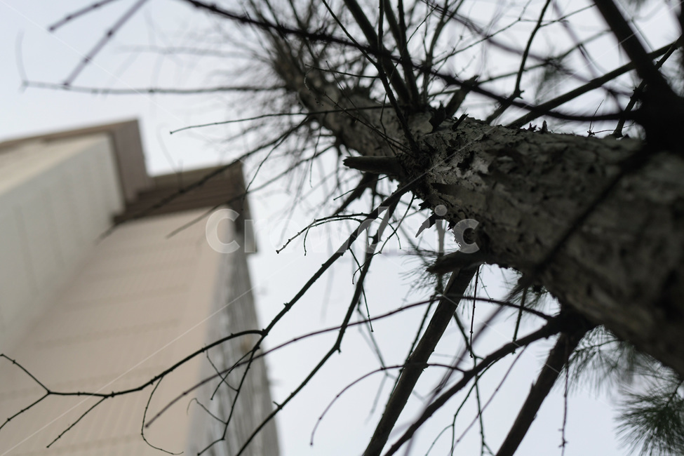 나무,기둥,건물,아파트,검은색,식물,자연,tree,wood