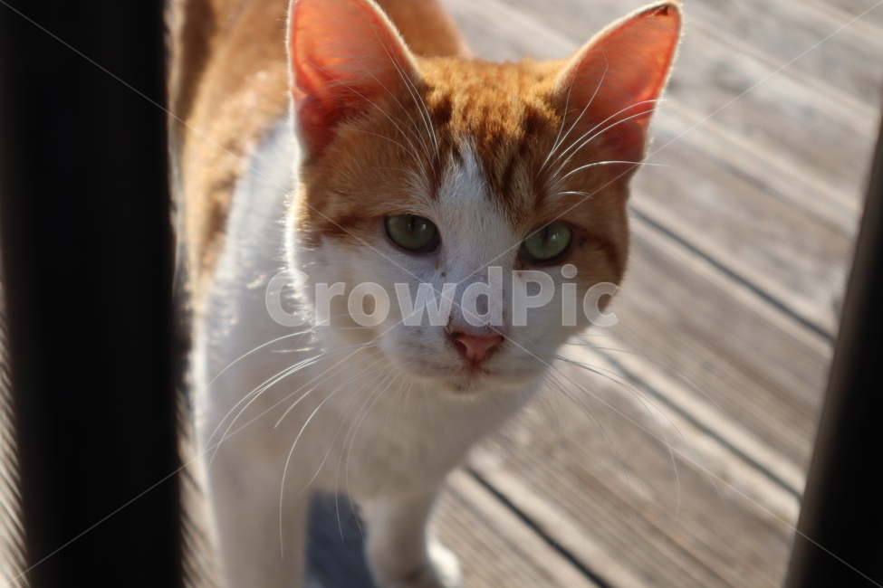 고양이,pet,animal,포유류,동물,동물,animal,포유류,mammal,고양이,cat,kitten,kitty