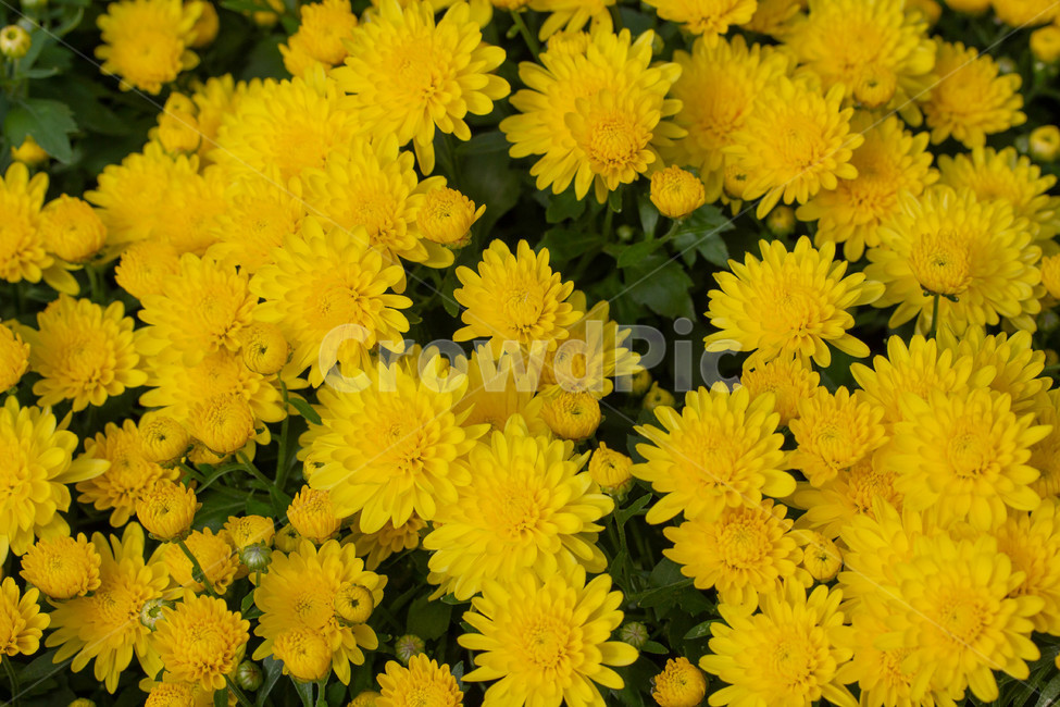 가을,야외,plant,식물,flower,blossom,꽃,식물,자연,plants,nature,꽃,flower