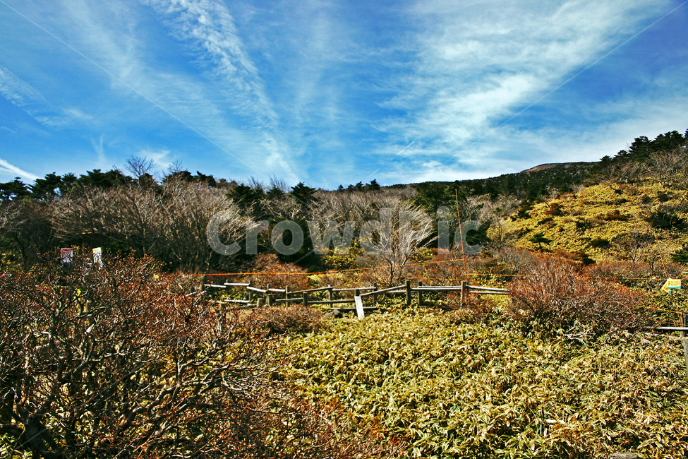 탐방로,등산로,조릿대,숲,나무,한라산,한라산국립공원,제주도,자연,성판악코스