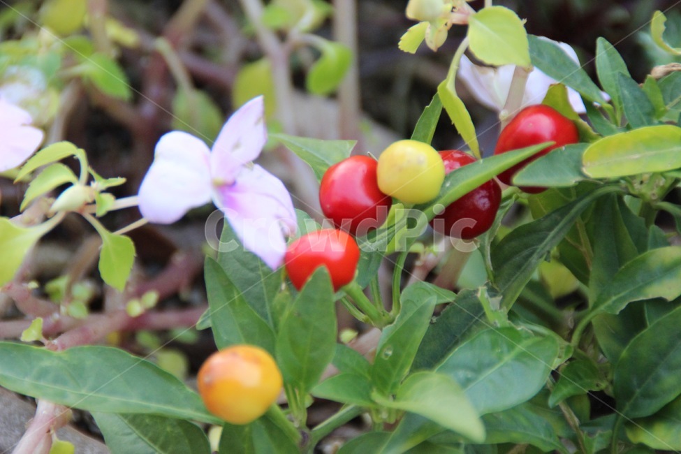 plant,식물,꽃,열매,blossom,flower,과일,열매,fruit