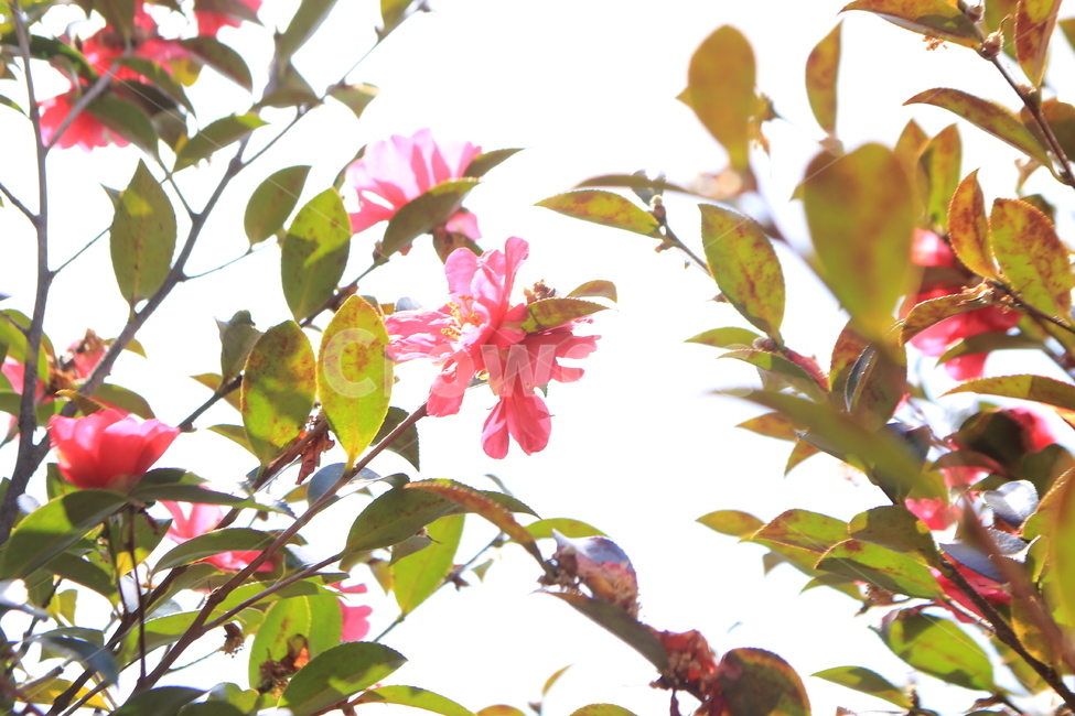꽃,식물,깔끔한배경꽃,분홍꽃,잎,식물,자연,plants,nature,꽃,flower