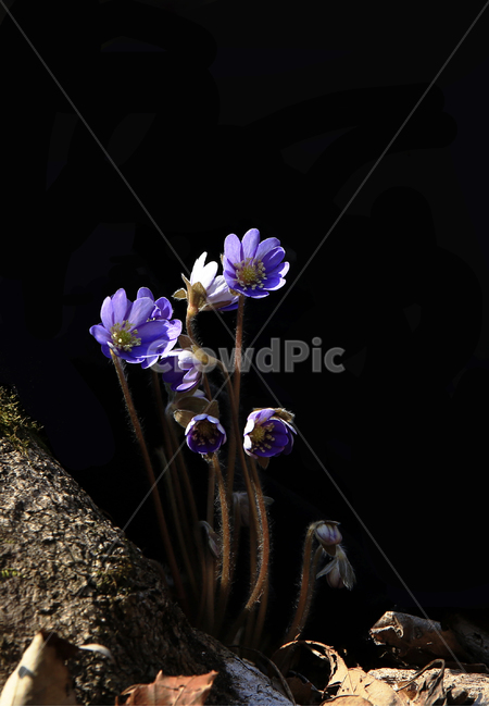 노루귀,청노루귀,야생화,봄야생화,설악산야생화,식물,자연,plants,nature,꽃,flower