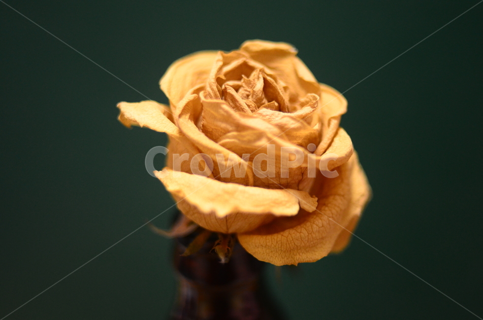 장미,말린장미,드라이플라워,노란색,노란장미,초록,초록색벽,rose,yellow,green,dryflower,flower