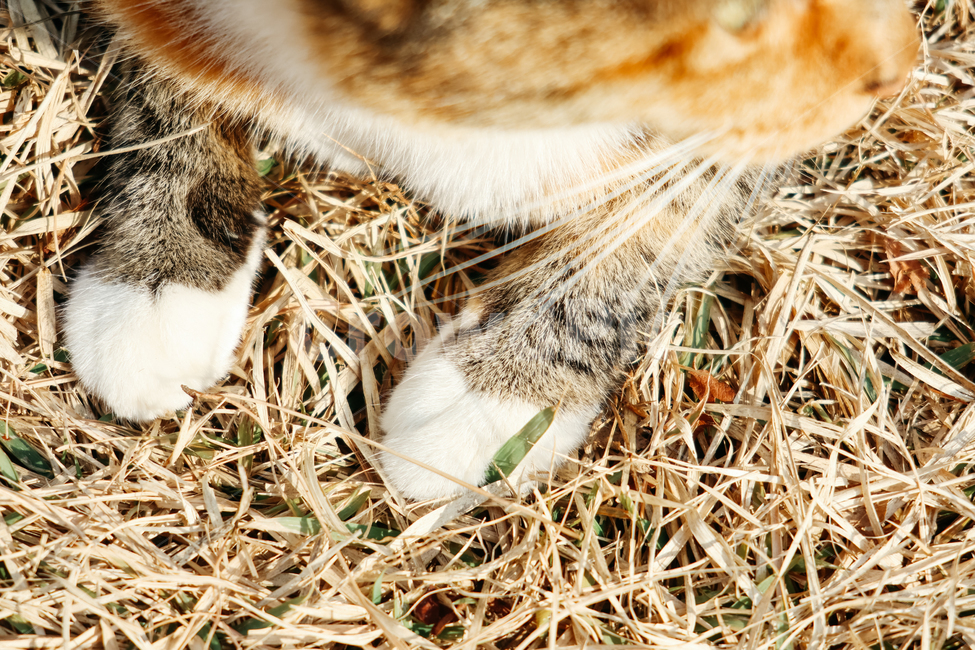 고양이,길고양이,길냥이,cat,냥이,동물,냥냥펀치,동물,animal,포유류,mammal,고양이,cat,kitten,kitty
