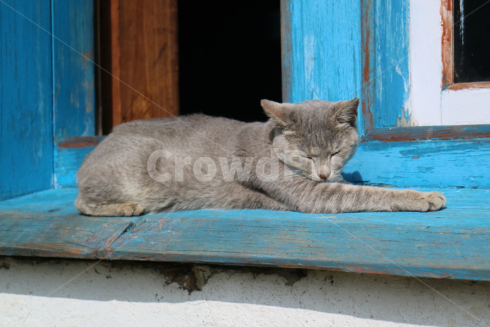 고양이,Cat,야생고양이,Wildcat,동물,Cute,포유류,동물,animal,포유류,mammal,고양이,cat,kitten,kitty