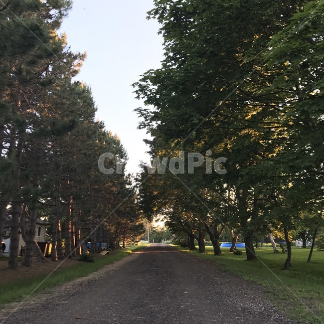길,오솔길,나무,자연,숲,road,trees,nature,forest