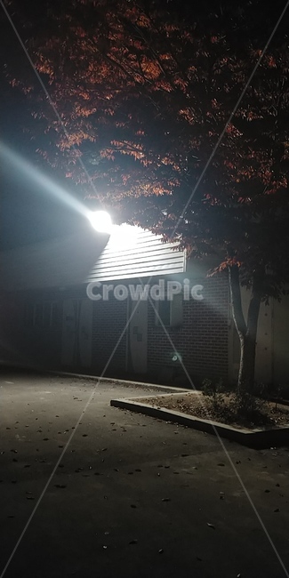 야경,풍경,밤길,나무,불빛,야경,밤,풍경,nightscape,night,landscape,flare,플레어,light,빛