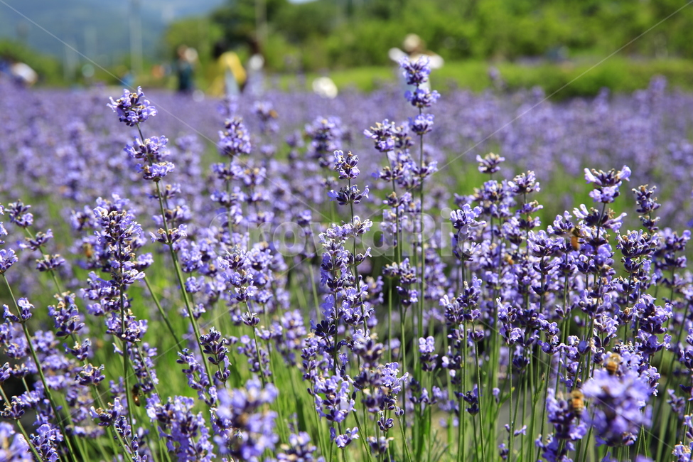 꽃,라벤드,여름꽃,라벤드꽃밭,일본라벤드,식물,자연,plants,nature,꽃,flower