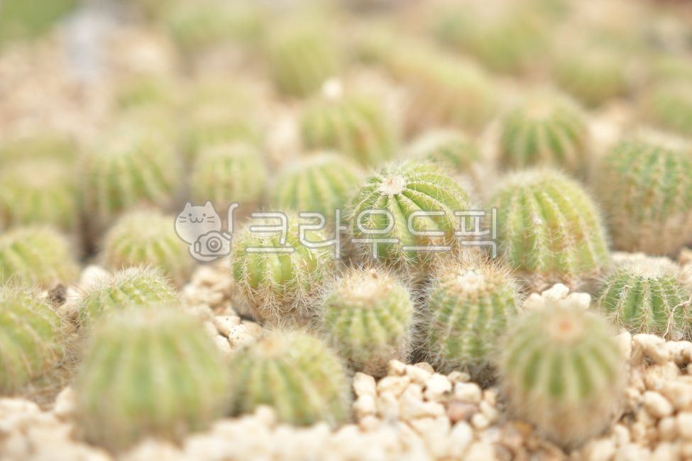 pot,small plant,Cactus,thorn plant,Botanical garden