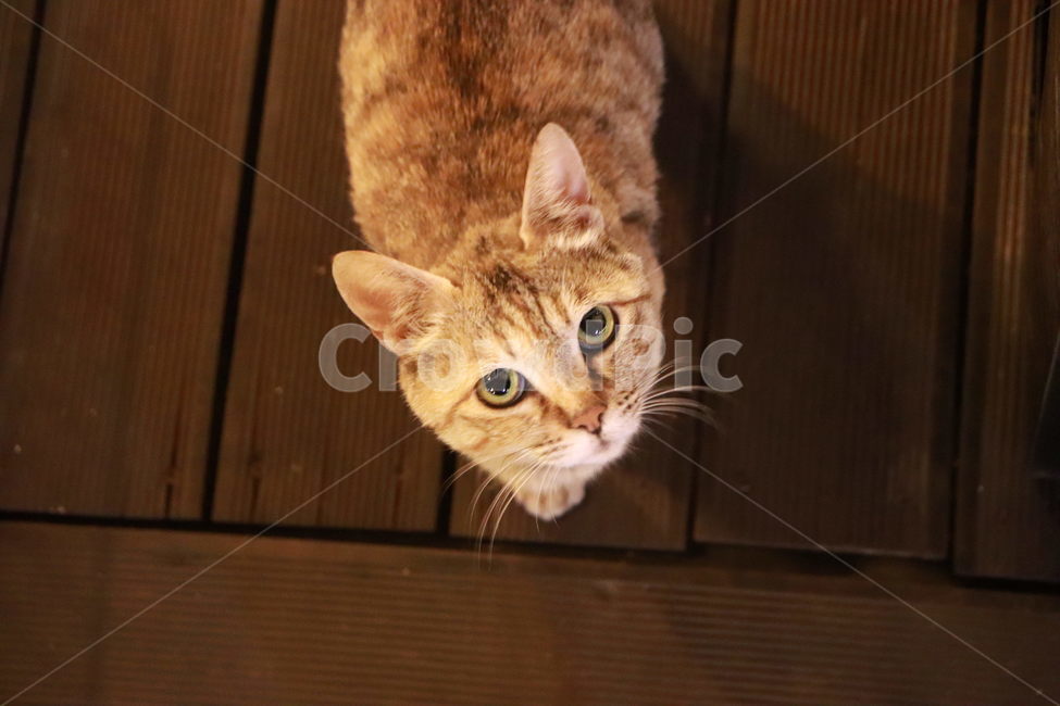 고양이,아기고양이,새끼고양이,고양이장난,동물,동물,animal,포유류,mammal,고양이,cat,kitten,kitty