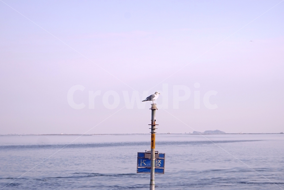 바다,하늘,갈매기,새,전봇대,자연,풍경,gull,sky,sea,자연,풍경,nature,landscape,동물,animal,조류,새,birds,색깔,색상,색채,색감,color sense,color sensitivity,feeling of color,bird