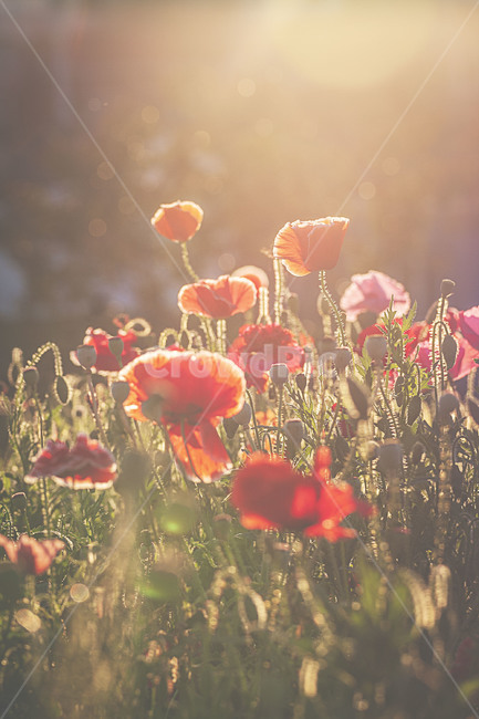 식물,자연,봄,꽃,양귀비,plants,nature,spring,flower,poppy