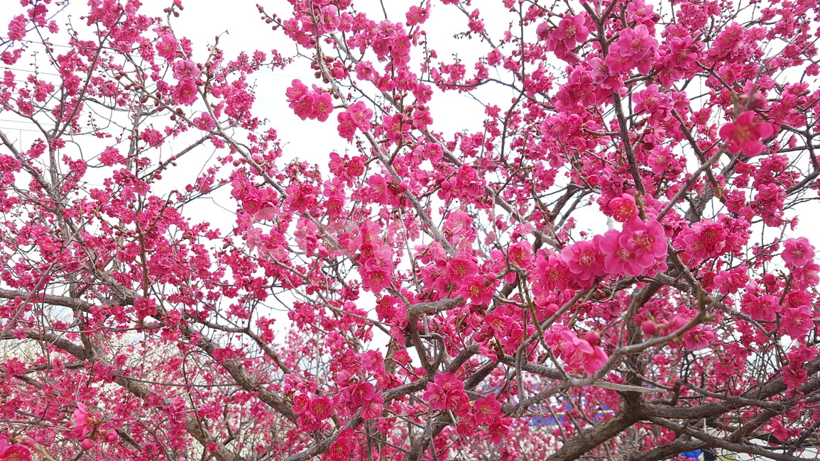 광양,매화,매화축제,광양매화마을,홍쌍리매화마을,홍매화,봄,계절,spring,season,식물,자연,plants,nature,꽃,flower,plant,blossom
