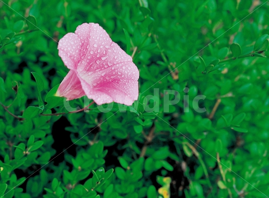 꽃,나팔꽃,기쁜소식,결속,분홍색,외로운,덧없는사랑,여름,여름꽃,배경,새벽이슬,초록,식물,자연,plants,nature,꽃,flower,감성,sensible,feeling