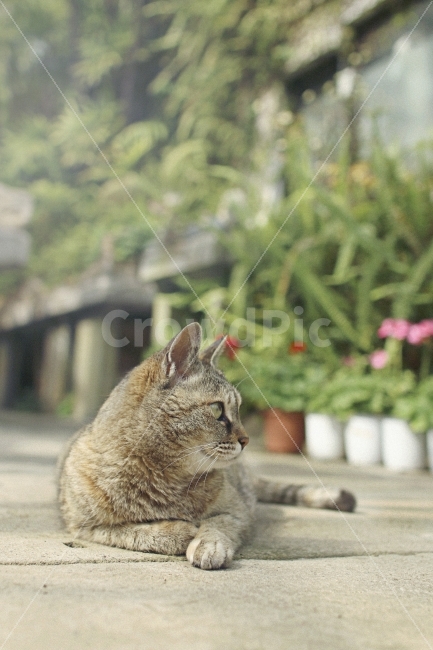 고양이,식물원,바닥,식물,꽃,화분,동물,animal,고양이,cat,kitten,kitty,포유류,mammal