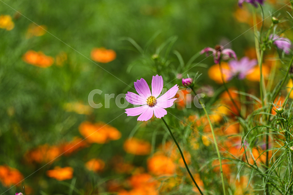 식물,petal,꽃,blossom,flower,plant,코스모스,가을,식물,자연,plants,nature,꽃,flower