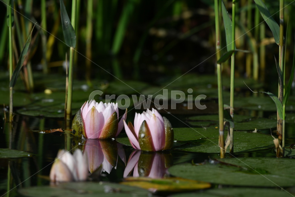 식물,꽃,자연풍경,감성사진,봄,5월,연꽃,연,수련,식물,자연,plants,nature,꽃,flower