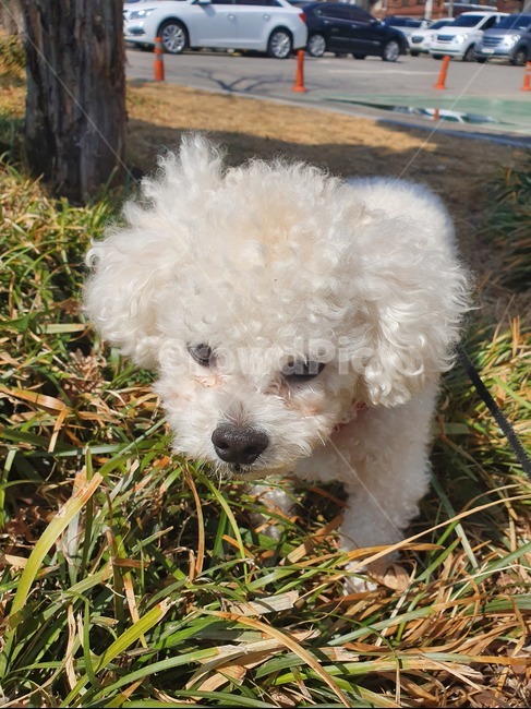 강아지,따듯한,하얀색,비숑프리제,산책,동물,animal,포유류,mammal,개,강아지,dog,doggy