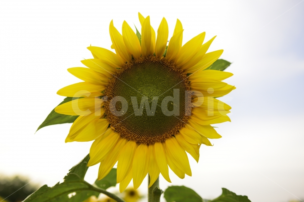 sunflower,plants,flower,nature,해바라기,꽃,식물,자연,가을,노란색,패턴,문양,식물,자연,plants,nature,꽃,flower
