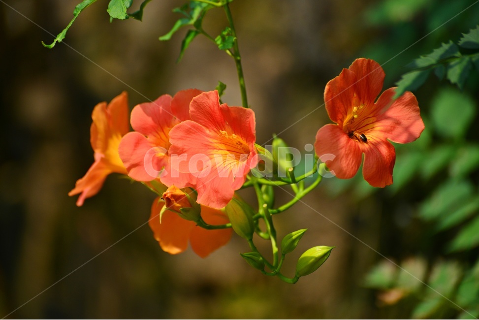 plant,식물,blossom,flower,꽃,능소화,능소화꽃,벌,꿀벌,식물,자연,plants,nature,꽃,flower