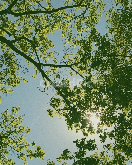 자연,여행,풍경,나뭇잎,힐링,나무,아이폰사진,식물,자연,plants,nature,나무,trees,wood
