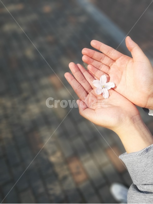 사람손,손,벚꽃,꽃,봄,따뜻,hand,봄,계절,spring,season,finger,손가락