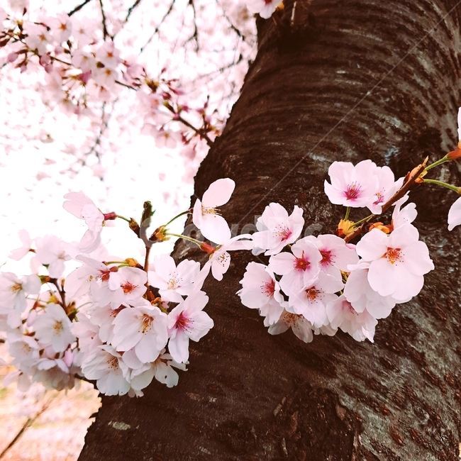봄,벚꽃,꽃,사랑,분홍,아름다움,자연,경관,관찰,나무,핑크