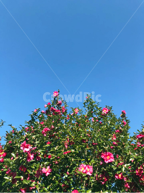 꽃,동백,flower,하늘,제주도