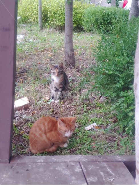 pet,animal,동물,cat,mammal,고양이,포유류,길냥이,동물,animal,포유류,mammal,고양이,cat,kitten,kitty