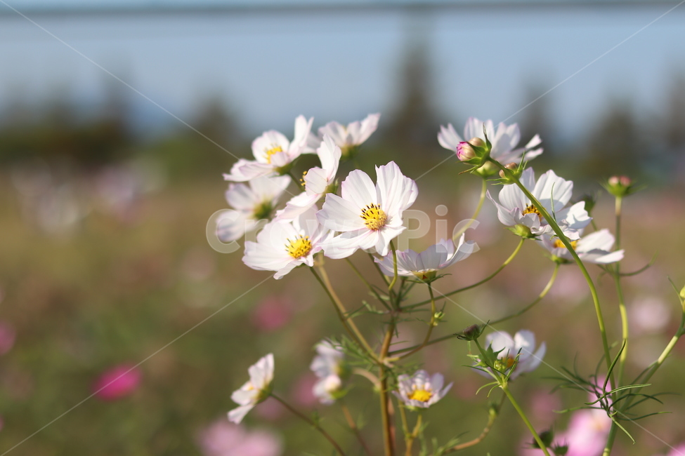 꽃,코스모스,가을,감성,대저,flower,cosmos,가을,계절,fall,autumn,season,식물,자연,plants,nature,꽃,flower,plant