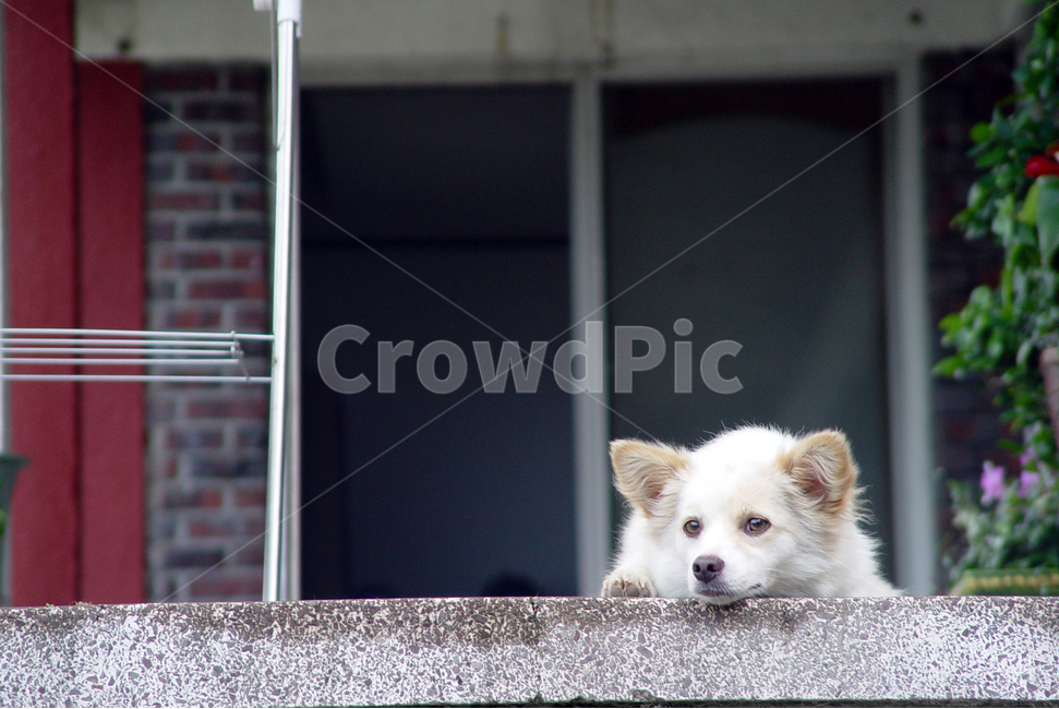개,dog,하얀개,동물,animal,동물,animal,포유류,mammal,개,강아지,dog,doggy