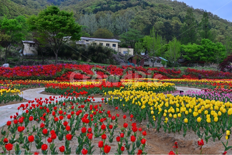 무등산,동적골,튤립축제,철쭉,패턴,봄,계절,plant,식물,flower,blossom,꽃,tulip,튤립