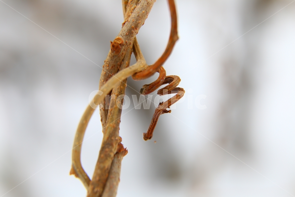 자연,넝쿨,겨울,접사,감성,겨울산,식물,자연,plants,nature