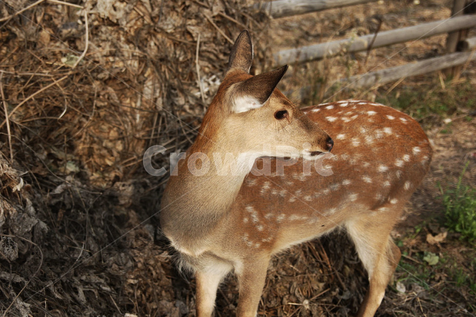 사슴,노루,낙엽,잔디,동물,동물,animal,포유류,mammal